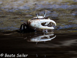 Fiddler crab at cow creek, ochlockonee river by Beate Seiler 